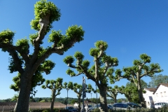 p1010134